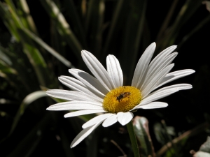 bee on a daisy